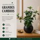 thumbnail image 4 of Planta Artificial Ficus Decorativa Maceta Decoracion Hogar verde, 4 of 9