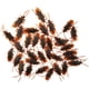 thumbnail image 5 of 100 Piezas De Cucarachas Falsas Juguetes Divertidos Pp Roach Para Halloween Navidad Vacaciones, 5 of 5