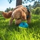 thumbnail image 2 of Juguete interactivo con forma de bola para perros Outward Hound Treat Tumble, 2 of 8