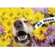thumbnail image 1 of Tarjeta de cumpleaños con Corgi de Glory To Dog 13 cm × 18 cm, 1 of 7