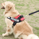 thumbnail image 3 of Arnés pechera K9 acolchado reforzado perros grandes XL paseo, 3 of 3