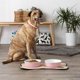 thumbnail image 4 of Juego de cuencos y botes para mascotas Bone Dry Lattice Collection, tamaño grande, 4 of 8
