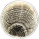 thumbnail image 3 of Placas de agar con extracto de malta (MEA) EZ BioResearch, 10 placas, 3 of 3