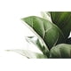 thumbnail image 2 of Ficus Lyrata 180cms, 2 of 2