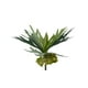thumbnail image 1 of Cactus Cuerno De Alce (Staghorn) 50cm, 1 of 3