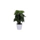 thumbnail image 1 of Planta Artificial Concepts Life para decorar tu hogar, 1 of 2