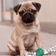 thumbnail image 3 of Set 2 Juguetes Interactivo Cuerda Pelota Mordillo Perros Lau, 3 of 3