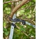 thumbnail image 3 of Loppers FELCO F211-60 Swiss - Cuchilla curva ligera (61 cm), 3 of 9