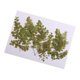 thumbnail image 3 of 10 Unids Hermosas Flores Secas Prensadas Adiantum Para Art Craft Scrapbooking, 3 of 3