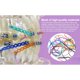 thumbnail image 2 of Set de 24 cadenas elásticas de colores para brackets, 2 of 3