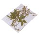 thumbnail image 5 of Paquete De 12 Zarcillos De Guisantes De Flores Secas Prensadas Reales Para Decoración De Bricolaje, Manualidades, 5 of 5