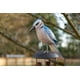 thumbnail image 2 of Campanilla de viento Cohasset Gifts Blue Jay Bamboo pintada a mano, 2 of 4