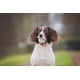 thumbnail image 5 of Pelota para perros Chuckit Fetch Medley para perros Dog Toys, paquete mediano de 3, 5 of 8