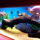 thumbnail image 5 of Pintura Pond Armor 1,5 L Azul Competencia, 5 of 8