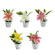 thumbnail image 2 of Planta lirios artificiales macetero 23 cm, 2 of 3