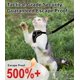 thumbnail image 2 of Arnés para gato Kaazylab a prueba de escape, 100 g, suave y ajustable, 2 of 6