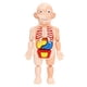 thumbnail image 4 of Torso Humano Cuerpo Modelo Anatomía órganos Internos Anatómicos Herramientas De Enseñanza, 4 of 5