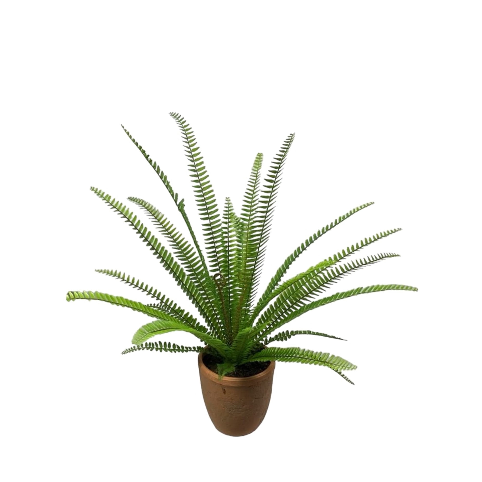 Corel - Helecho Espada 61cm Artificial