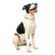 thumbnail image 2 of Collar Fuzzyard para perros PIÑA COLADA S (25-32 cm), 2 of 2