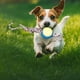 thumbnail image 2 of Set 4 Juguetes De Cuerda Pelota Divertido Mascota Perros Lau, 2 of 3