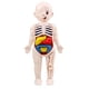 thumbnail image 1 of Torso Humano Cuerpo Modelo Anatomía órganos Internos Anatómicos Herramientas De Ense?anza, 1 of 5