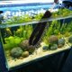 thumbnail image 5 of Kit de Limpieza Suseg para Acuario con Cepillo, 5 of 7
