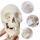 thumbnail image 5 of Modelo anatómico EVOTECH SCIENTIFIC: cráneo humano adulto, 5 of 6