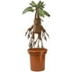 thumbnail image 1 of La Noble Coleccion Harry Potter Mandragora de Felpa Electron The Noble Collection, 1 of 2