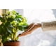 thumbnail image 2 of FOODCYCLER RECICLADOR DE ALIMENTOS, 2 of 5