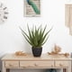 thumbnail image 5 of Planta artificial de aloe casi natural para uso en interiores, 5 of 5