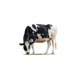 thumbnail image 2 of Suralim Alimento Concentrado Vaca 14 25kg, 2 of 2