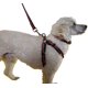 thumbnail image 2 of Correa, Arnés Y Collar Para Perros De Razas Pequeñas, 2 of 3
