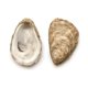 thumbnail image 4 of Conchas de ostra limpias recolectadas a mano, 30 unidades, 8-10 cm, 4 of 9