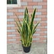 thumbnail image 4 of Decoracion Interior Planta Artificial Lengua de Suegra Sansevieria verde mediano, 4 of 8