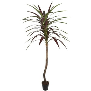 Vadell - Cordyline 210 Cm