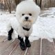 thumbnail image 2 of Botas de perro de invierno Leggings con suela antideslizante para perros pequeños y medianos, protector de patas, perfecto para caminar al aire libre, senderismo, zapatos impermeables y anti, 2 of 3