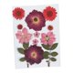 thumbnail image 4 of Flores Secas Reales, Hojas Prensadas, Crisantemo De Cristal Rojo, 4 of 5