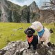 thumbnail image 3 of Bandana Para Perro Diseño Popcorn, 3 of 3
