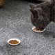 thumbnail image 5 of Juego de salsas de cerámica BignoseDeer Super Cute Cat (6 unidades), 5 of 9
