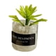 thumbnail image 4 of Mini Juguetes Para Casa De Mu?ecas Modelo De Paisaje Estático Modelado Mini Plantas Artificiales Estilo D, 4 of 5