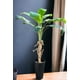 thumbnail image 2 of Arbol De Banano 175cm, 2 of 3