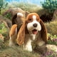 thumbnail image 4 of Marioneta De Mano Basset Hound Marrón blanco negro, 4 of 4