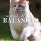 thumbnail image 5 of Toallitas para caspa de gato BURT'S BEES PARA MASCOTAS, 98% naturales, 50 unidades, paquete de 3, 5 of 5