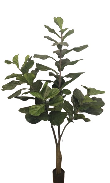 Corel - Planta Decorativa Arbol De Fiddle 180 Cm