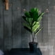 thumbnail image 1 of Ficus Lyrata de 75 cm, 1 of 2