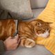 thumbnail image 3 of Peine Desenredante De Doble Cara Para Perros Y Gatos, 3 of 9