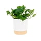 thumbnail image 1 of Live Plant Costa Farms Golden Pothos en maceta decorativa, 1 of 9
