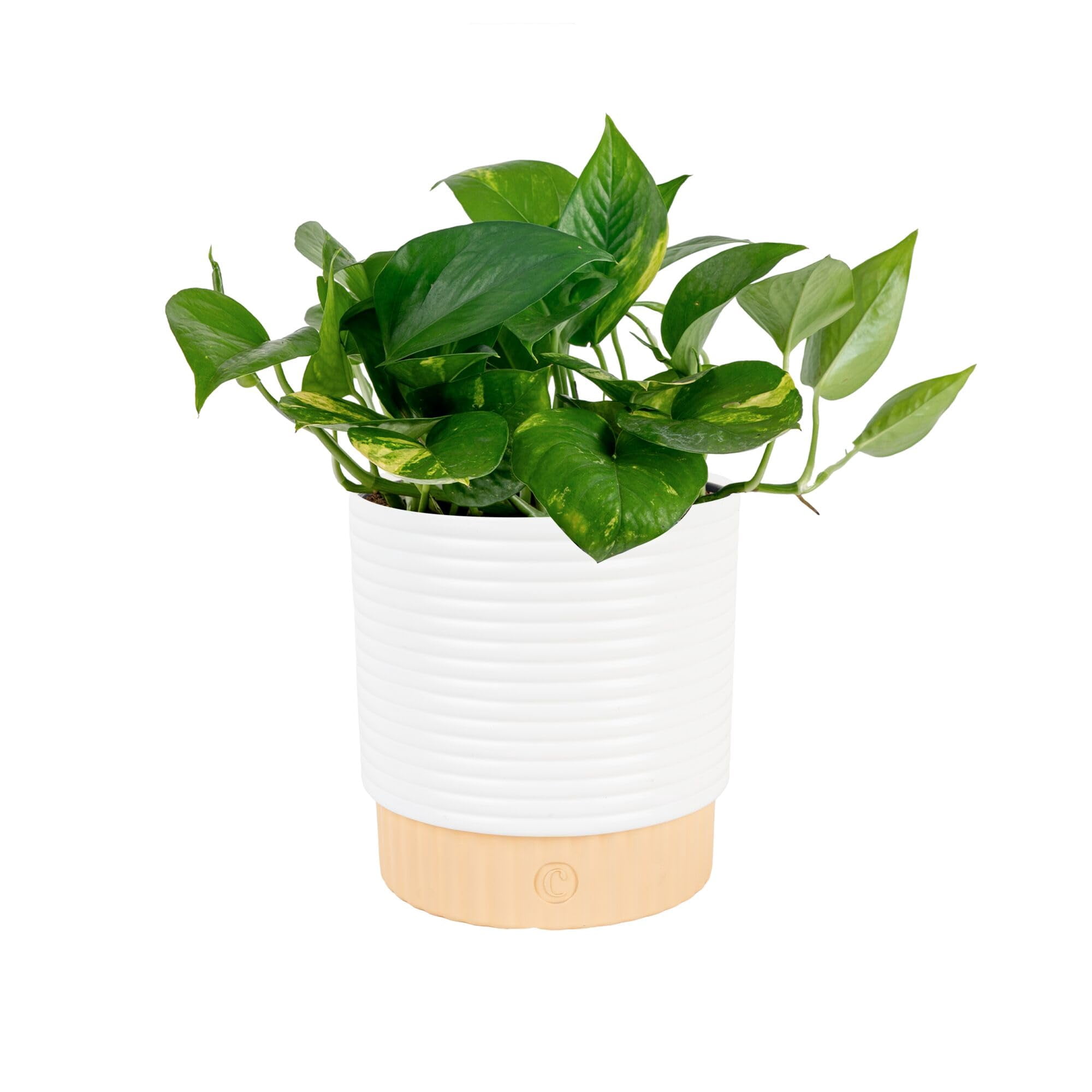 Live Plant Costa Farms Golden Pothos En Maceta Decorativa