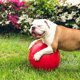 thumbnail image 2 of Pelota Pushn-Play de juguete para perros Jolly Pets, 10 pulgadas, roja, para personas mayores, 2 of 3