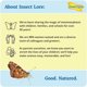thumbnail image 4 of Repuesto de orugas vivas Insect Lore para mariposas Painted Lady, 4 of 8